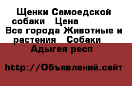 Щенки Самоедской собаки › Цена ­ 25 000 - Все города Животные и растения » Собаки   . Адыгея респ.